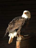 Der Wappenvogel der USA, der Weikopfseeadler, am 13.11.2011 im Wildfreigehege Hellenthal in der Eifel.