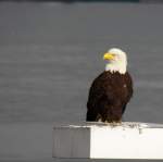 Ein Weikopfseeadler sitzt hier am 29.02.2012 auf einem kleinen Leuchtturm, der das Nordende des  Canada Place  in Vancouver (Kanada) kennzeichnet.