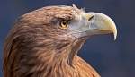 Seeadler