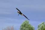 Vogelpark Marlow - Seeadler setzt zur Landung an.