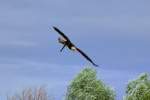Vogelpark Marlow - Seeadler setzt zur Landung an.