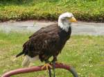 Seeadler bei Familientag des Jagdbombergeschwader 31  Boelcke  in Nrvenich am 12.07.2013.