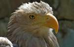 Seeadler