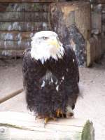 Weikopfseeadler, aufgenommen am 31.05.2009