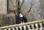 Weikopfseeadler in Tambach am 28.03.2015.