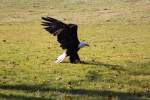 Weikopfseeadler in Tambach am 28.03.2015.