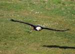 Weikopfseeadler in Tambach am 28.03.2015.