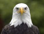 Weikopfseeadler (Haliaeetus leucocephalus).