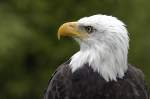 Weikopfseeadler (Haliaeetus leucocephalus).