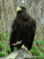 Riesenseeadler-Weibchen (Haliaeetus pelagicus).