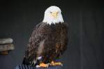 Weikopfseeadler in Tambach am 21.08.2015.