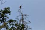 Ein Seeadler hebt von einem abgestorbenen Baum ab.