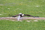 Weisskopfseeadler in Tambach am 26.05.2016.