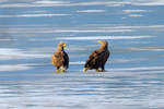 Auch wenn sich diese Seeadler auf dem Schmachter See scheinbar grimmig anschauen, fliegen sie kurz nach dieser Aufnahme gemeinsam in Richtung Sden.