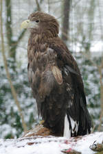 Ein Eurasicher Seeadler