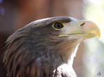 Ein Europischer Seeadler