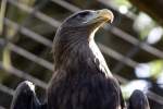 Seeadler, 24.04.2008 Stuttgart