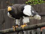 Adler bei der Flugschau im Zoo d'Amneville, 26.9.2017