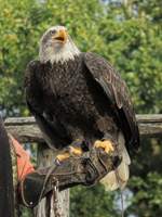 Seeadler bei der Flugschau im Zoo d'Amneville, 26.9.2017