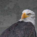 Ein junger Weikopf-Seeadler in der Adlerarena auf der Burgruine Landskron.