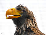 Ein Seeadler in der Adlerarena auf der Burgruine Landskron.