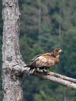 Ein Adler in der Nhe der Burgruine Landskron.
