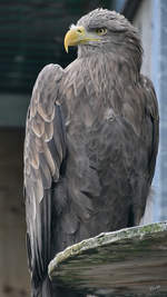 Ein stolzer Adler in der Adlerarena auf der Burgruine Landskron.