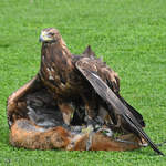 Auf der Jagd - Ein Adler hat seine  Beute  erlegt.