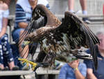 Ein Adler in der in der Adlerarena der Burgruine Landskron.