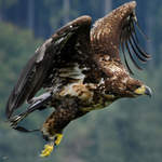 Ein Adler in der Nhe der Burgruine Landskron.