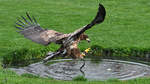 Ein Adler auf der Jagd.