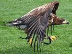 Ein Adler whrend der Landung in der Adlerarena auf der Burgruine Landskron.
