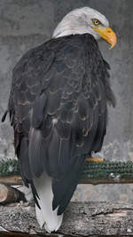 Ein Weikopf-Seeadler in der Adlerarena auf der Burgruine Landskron.