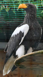 Ein Riesenseeadler in der Adlerarena auf der Burgruine Landskron.