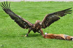 Ein Adler auf der Jagd.