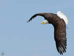 Ein Seeadler im Flug, so gesehen Mitte Dezember 2010 im Zoo Madrid.