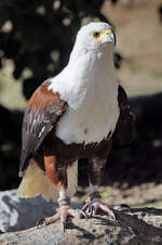 Dieser Schreiseeadler war Mitte Dezember 2010 im Zoo Madrid zu sehen.