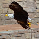 Ein Weikopfseeadler im Flug.