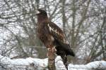 Junger Riesenseeadler (Haliaeetus pelagicus pelagicus) am 9.1.2010 im Tierpark Berlin.