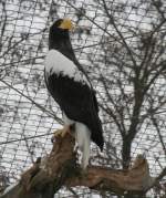 Riesenseeadler (Haliaeetus pelagicus pelagicus) am 9.1.2010 im Tierpark Berlin.