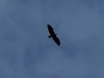 Ein Weikopfseeadler (Haliaeetus leucocephalus) kreist im Itasca-Nationalpark auf der Suche nach Beute.