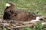 Brtender Riesenseeadler (Haliaeetus pelagicus) im Tierpark Berlin.