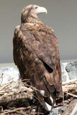 Seeadler (Haliaeetus albicilla) im Tierpark Berlin.