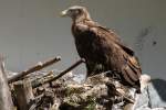 Seeadler (Haliaeetus albicilla) im Tierpark Berlin.