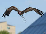 Ein Truthahngeier whrend der Flugvorfhrung im Zoo Madrid.