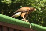 Wstenbussard (Parabuteo unicinctus) am 4.6.2010 im Vogelpark Steinen.