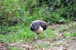 Pfau im Tiergehege Zeulenroda am 29.09.2011