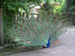 Pfau im Zoo von Oppeln (Opole) am 31.05.2013