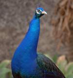 Blauer Pfau (Pavo cristatus) im Guinate Park, Lanzarote.