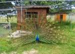 Pfau im Park Sauvabelin, Lausanne, Schweiz - 18.06.2015